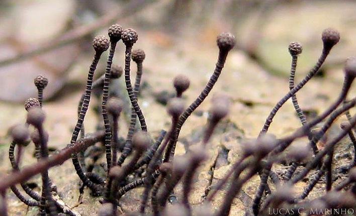 Представитель Семейства Batistiaceae